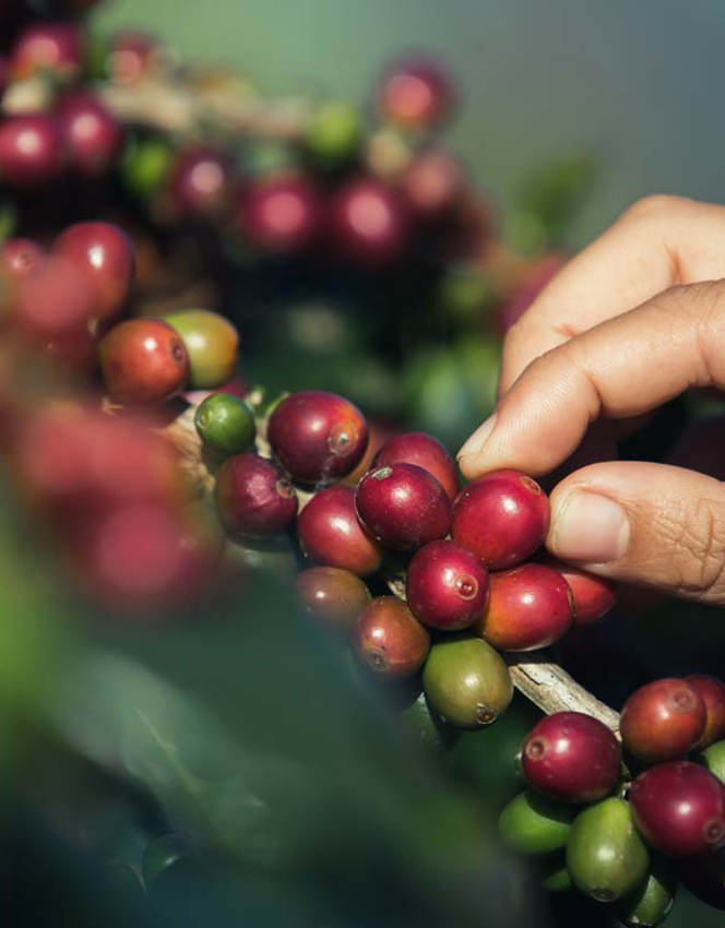 Coffee Plantations